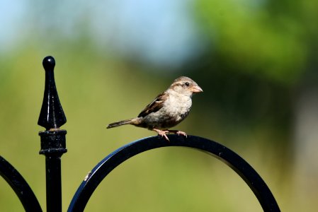 House sparrow (female) photo