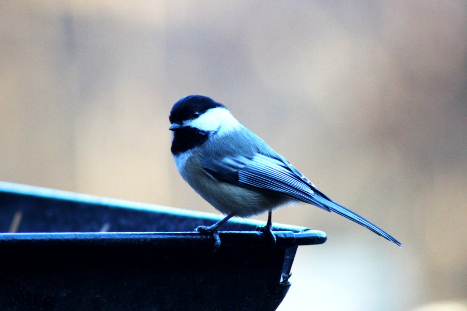 Black-capped chickadee