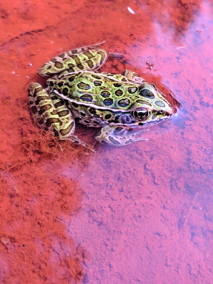 Northern Leopard Frog