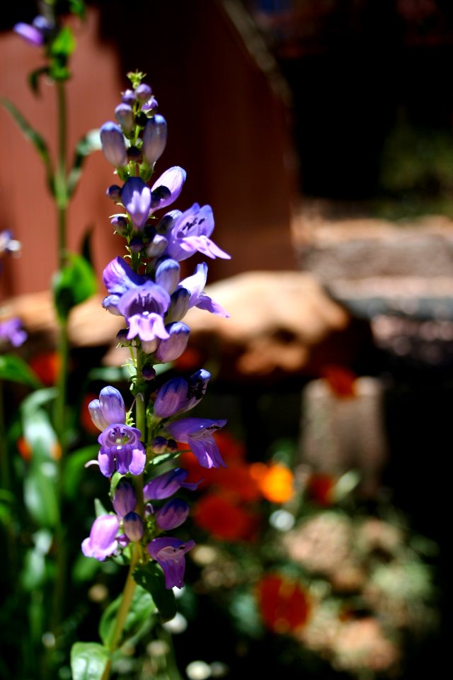 Yet Another New Flower 2