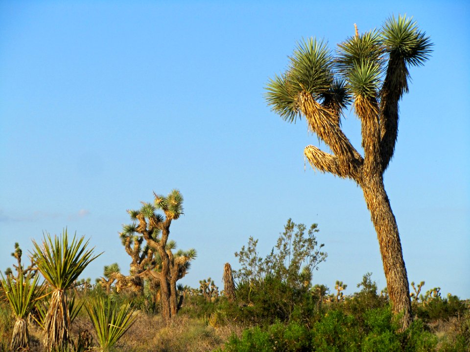 Joshua Tree NP in CA