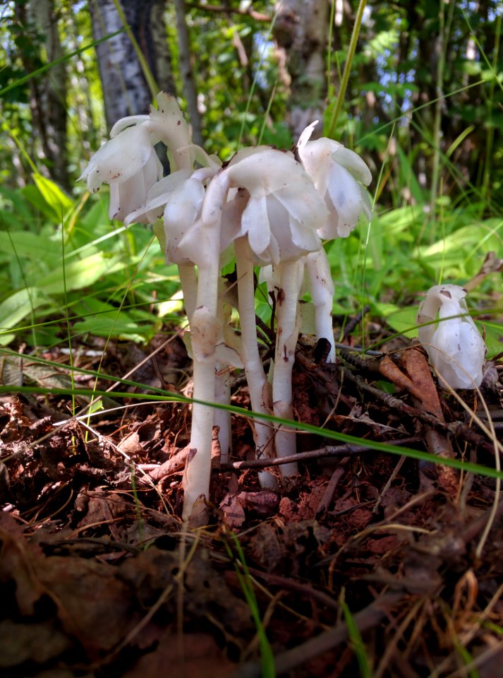 Indian Pipe