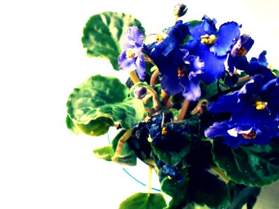 african violets photo