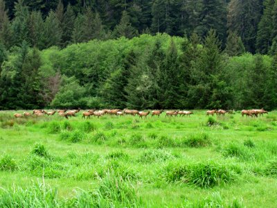 Elk Herd at Prairie Creek Redwoods SP in California