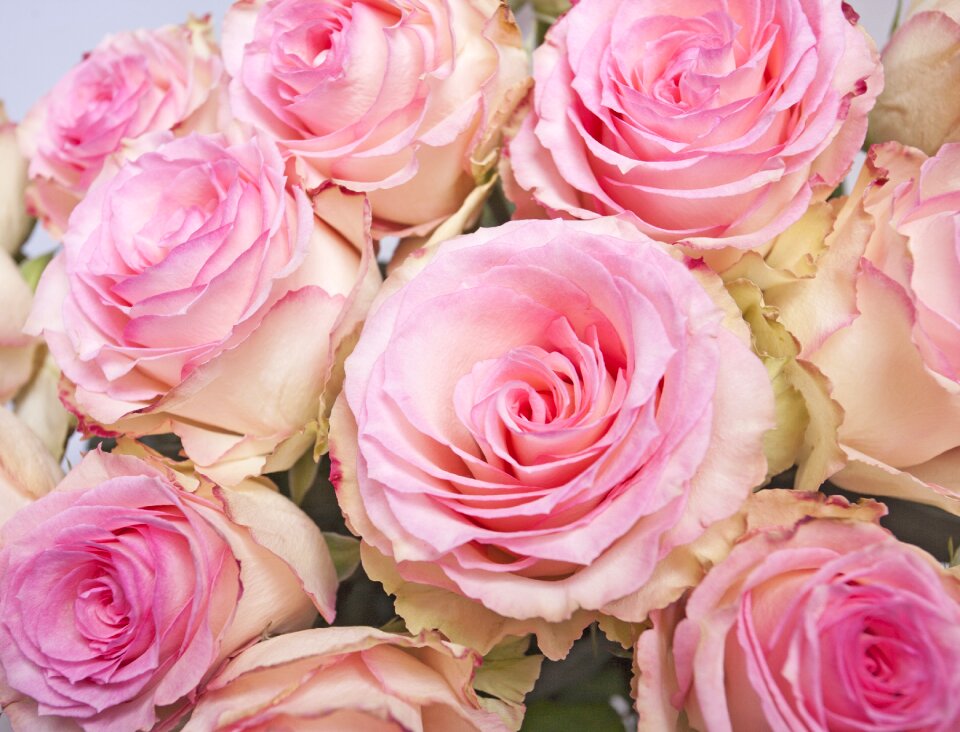 Flowers pink rose pink