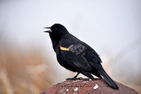 Red-winged blackbird singing photo