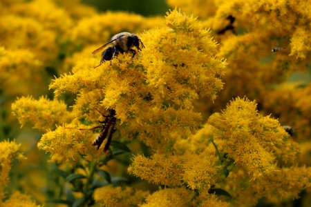 Pollinator hotspot
