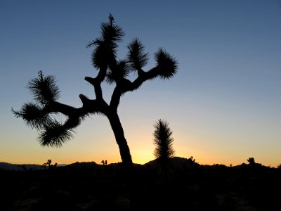 Joshua Tree NP in CA