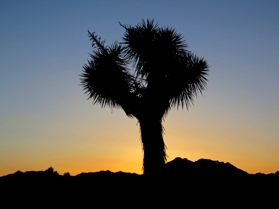 Joshua Tree NP in CA