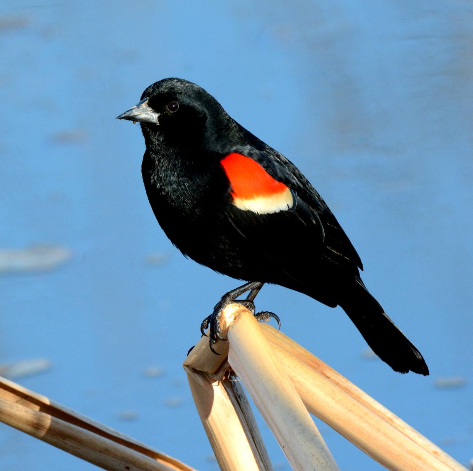 Red-winged Blackbird