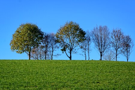 Nature trees field photo