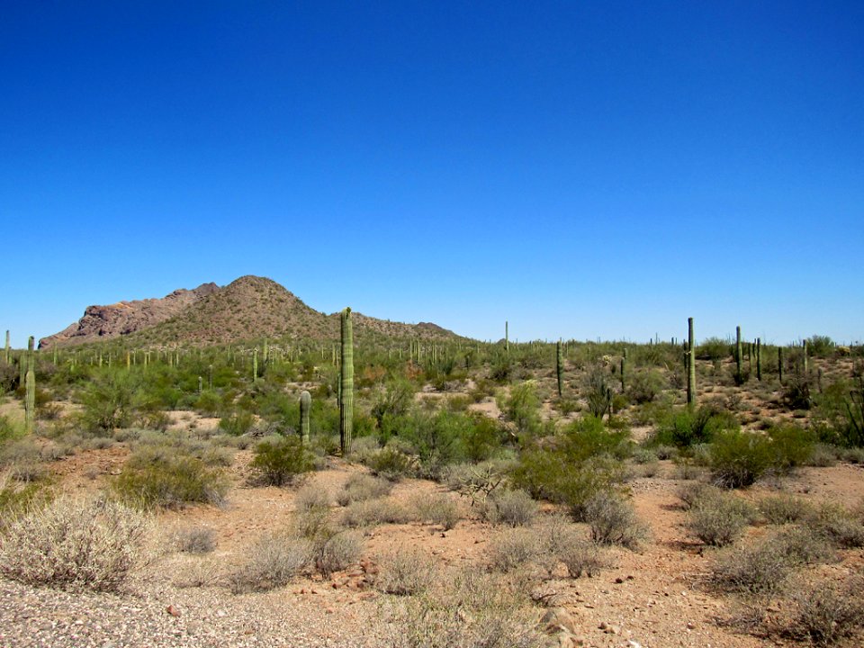 Organ Pipe Cactus NM in Arizona