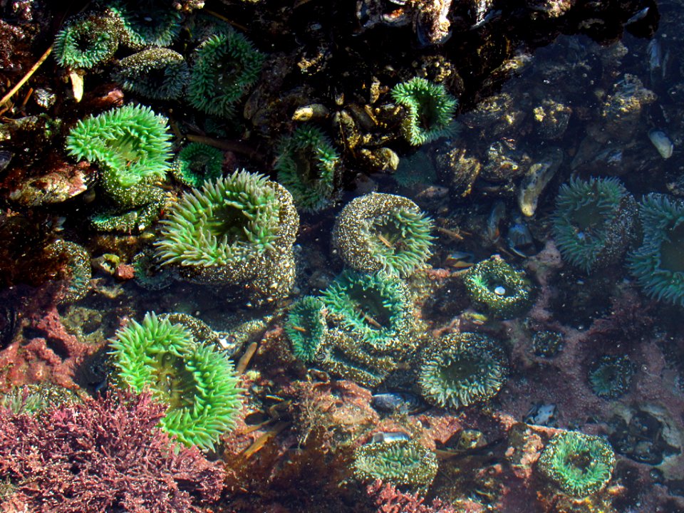 Sea Anemone at Yaquina Head in OR