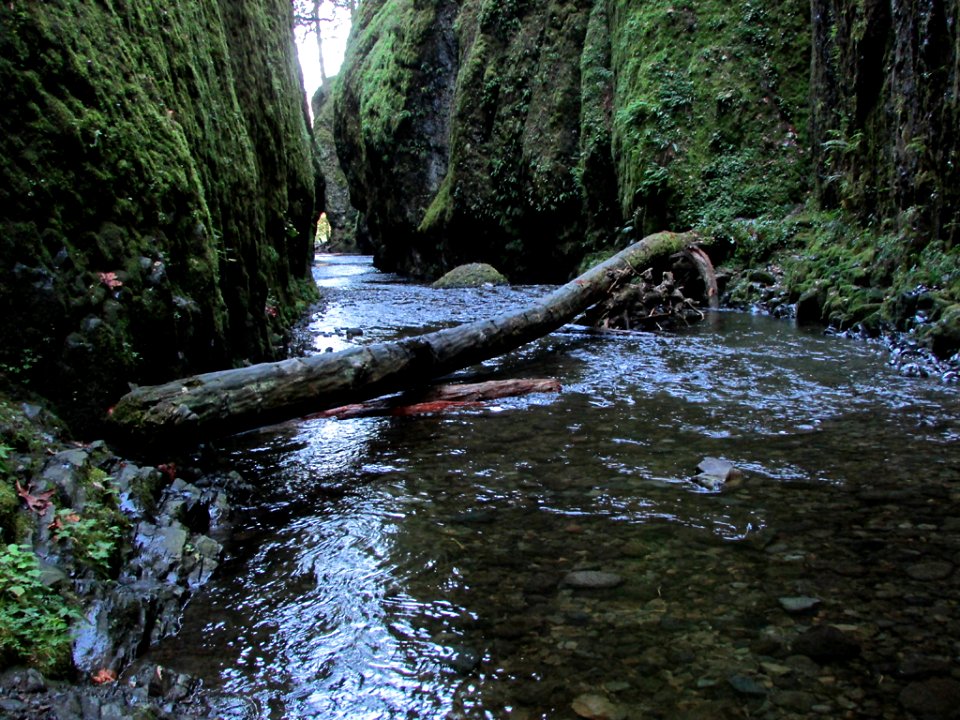 Oneonta Gorge at Columbia River Gorge in OR