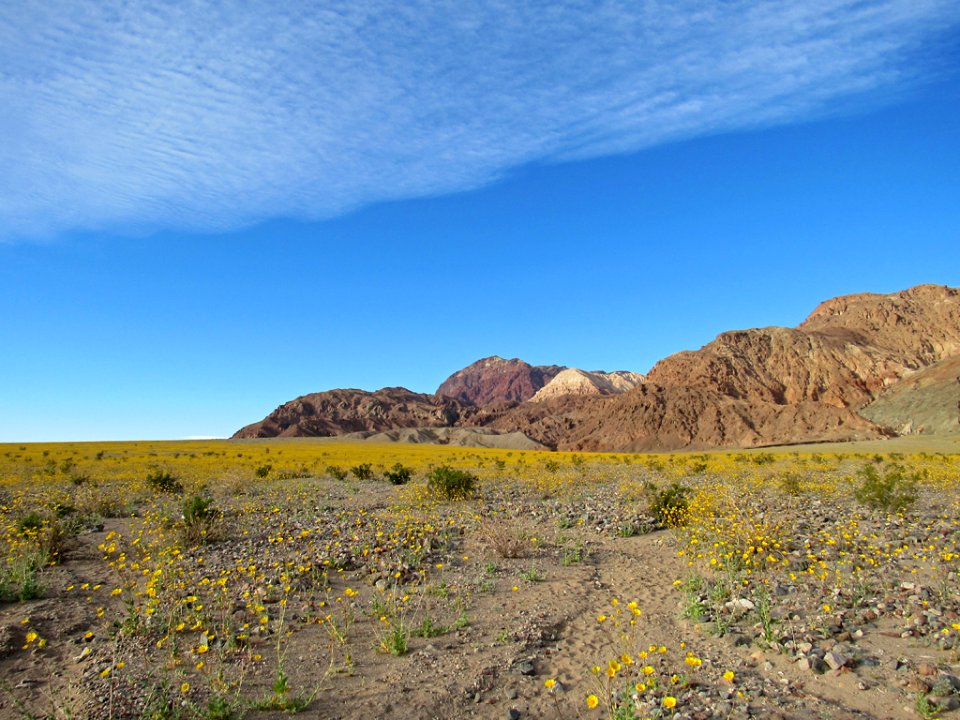 Wildflower Super Bloom at Death Valley NP in CA