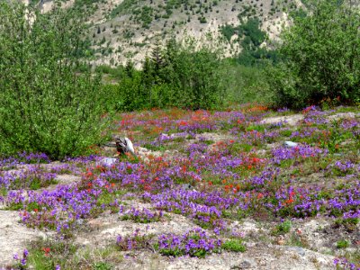 Wildflowers at Mt. St. Helens NM in WA