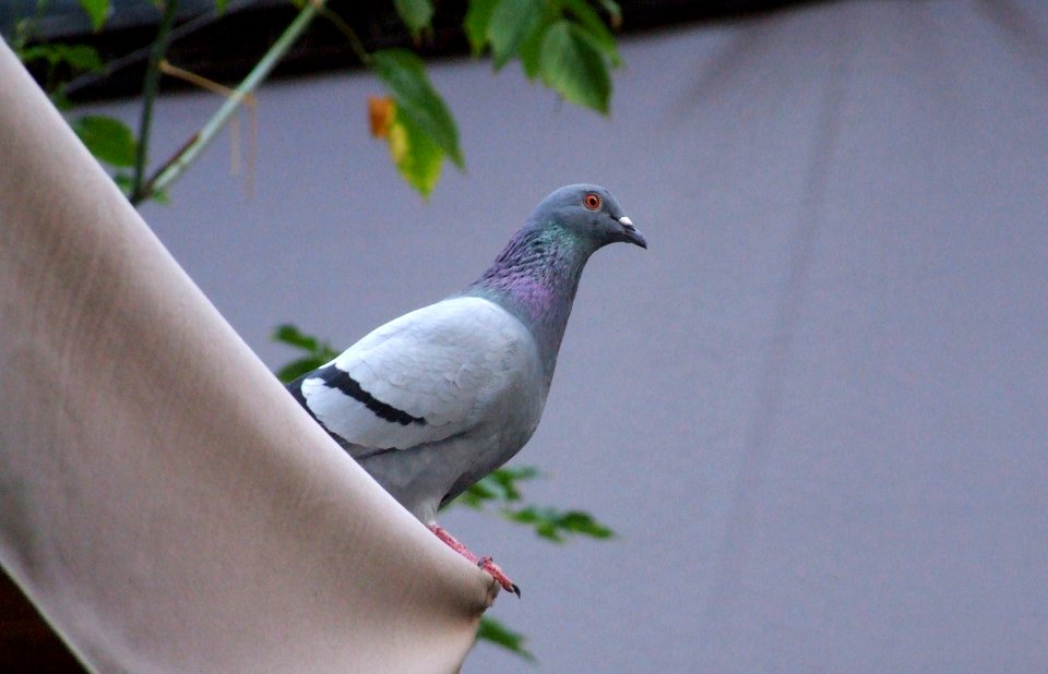 Italy-Palermo - Creative Commons by gnuckx