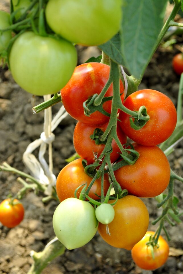 Red-green tomato crop produces