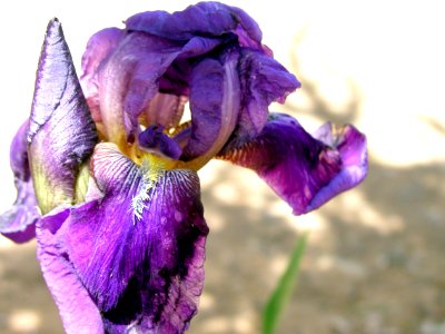 More Irises from Strawberry photo