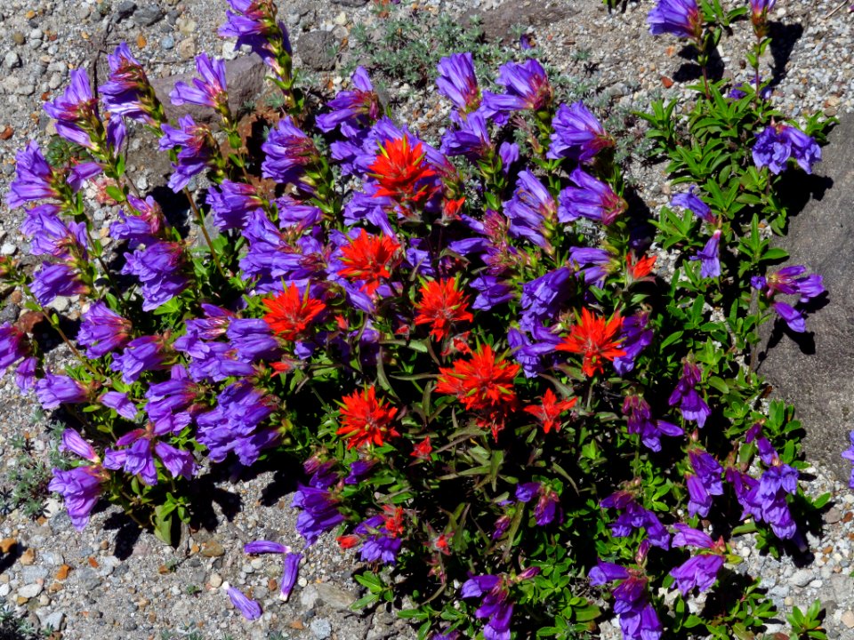 Wildflowers at Mt. St. Helens NM in WA