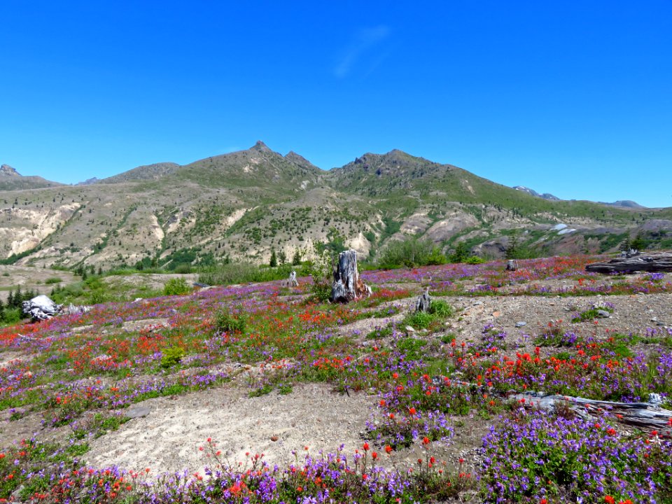 Wildflowers at Mt. St. Helens NM in WA