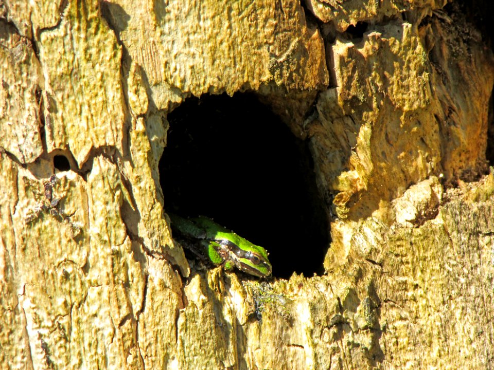 Green Frog at Steigerwald Lake NWR in WA
