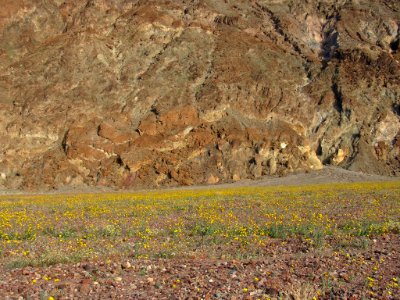 Wildflower Super Bloom at Death Valley NP in CA