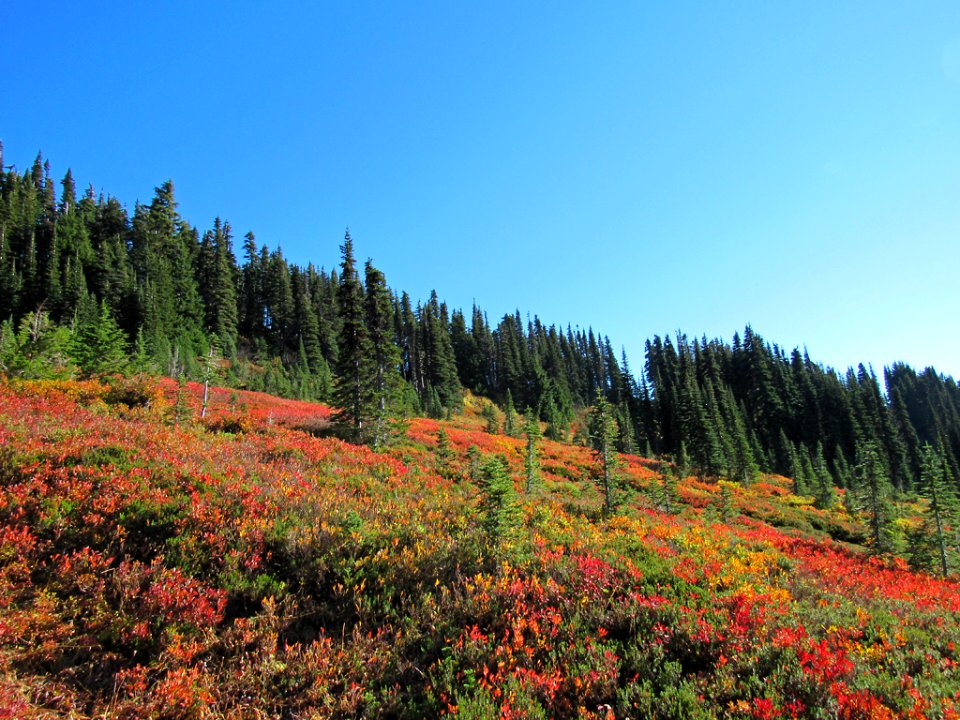 Autumn at Skyline Trail at Mt. Rainier NP in WA