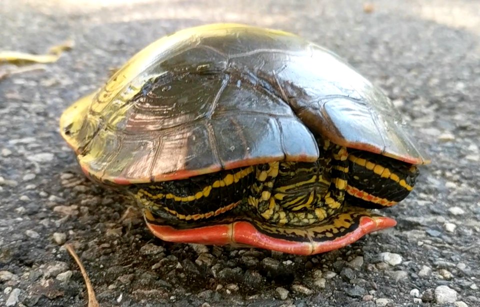 Painted Turtle With Shell Repairs