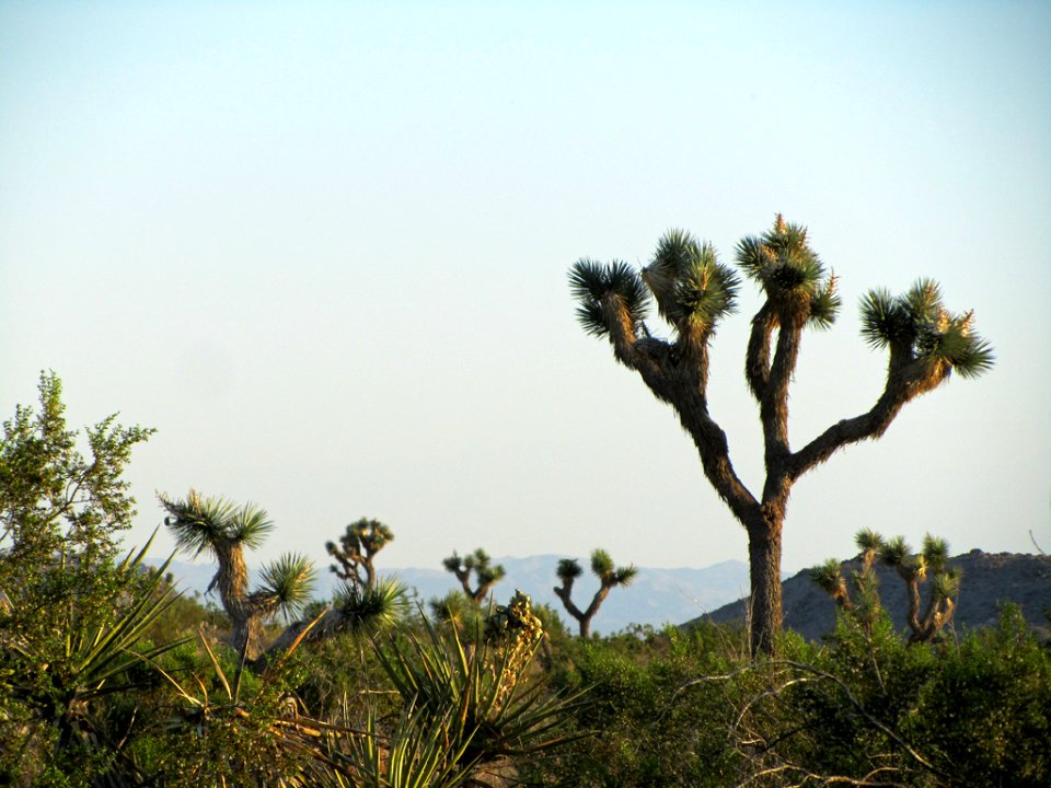 Joshua Tree NP in CA