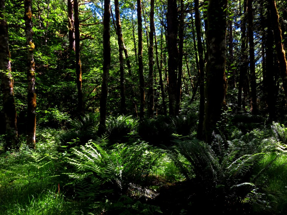 Trees and Forest at Mt. St. Helens NM in Washington