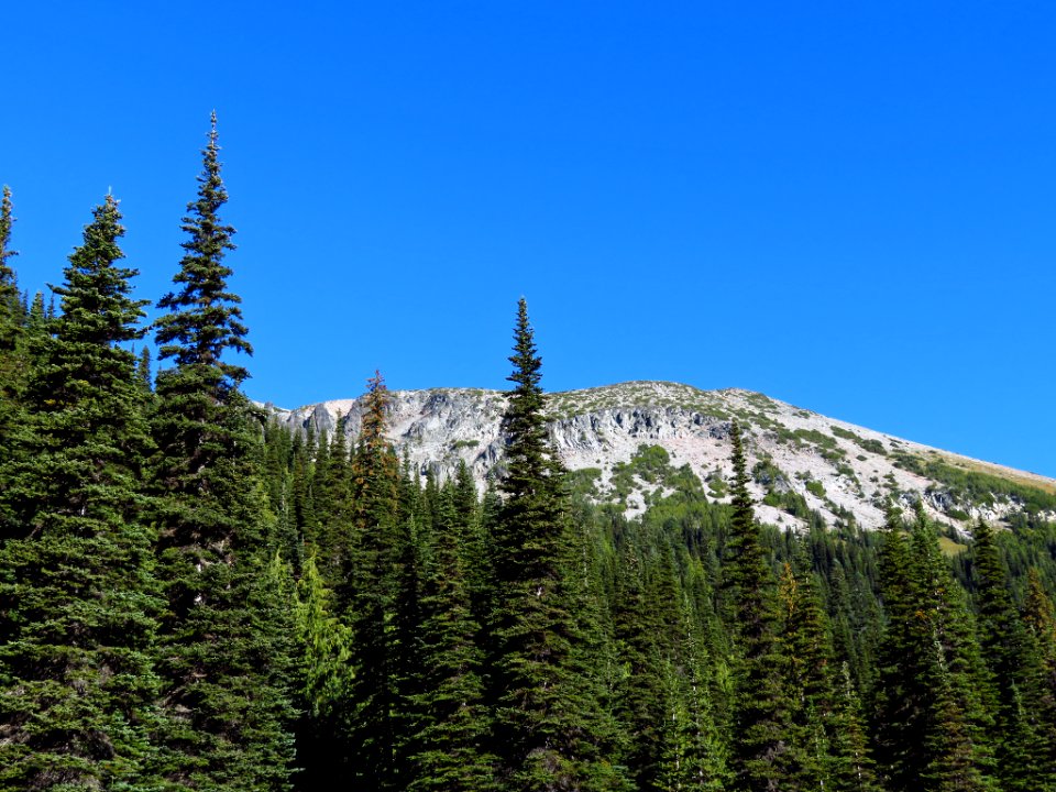 Glacier Basin Trail at Mt. Rainier NP in WA