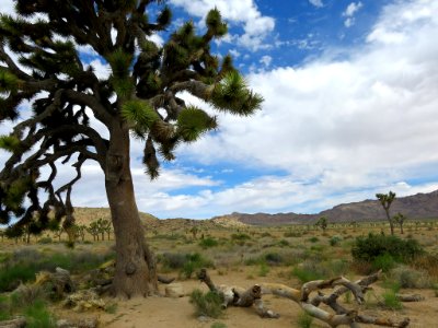 Joshua Tree NP in California