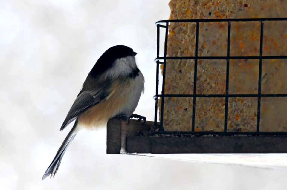 Black-capped Chickadee photo