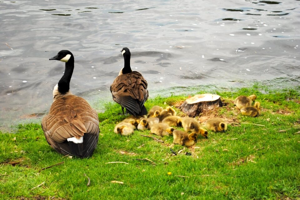 Wildlife geese canada