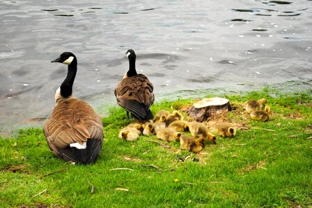 Wildlife geese canada photo