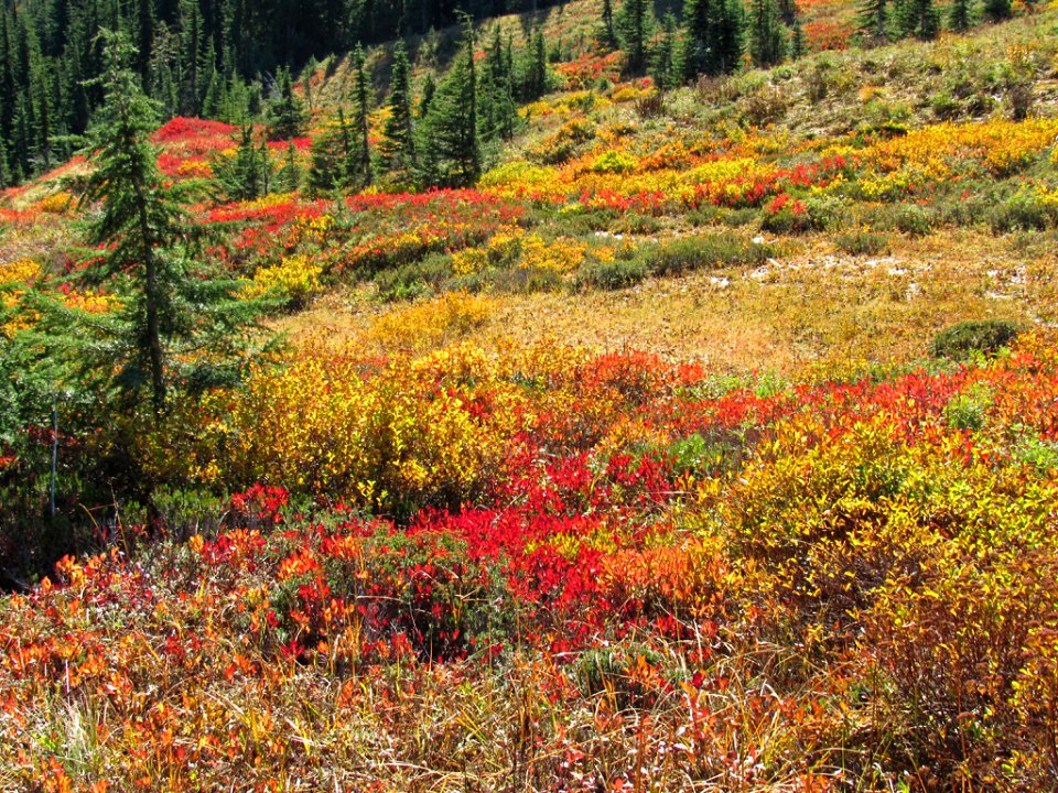 Autumn at Skyline Trail at Mt. Rainier NP in WA