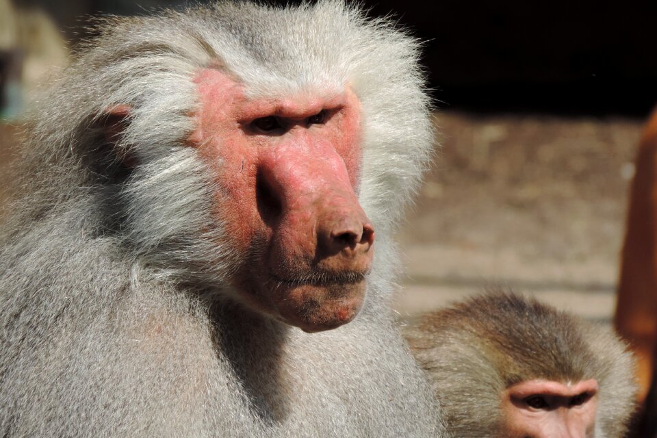 Baboon zoo augsburg enclosure