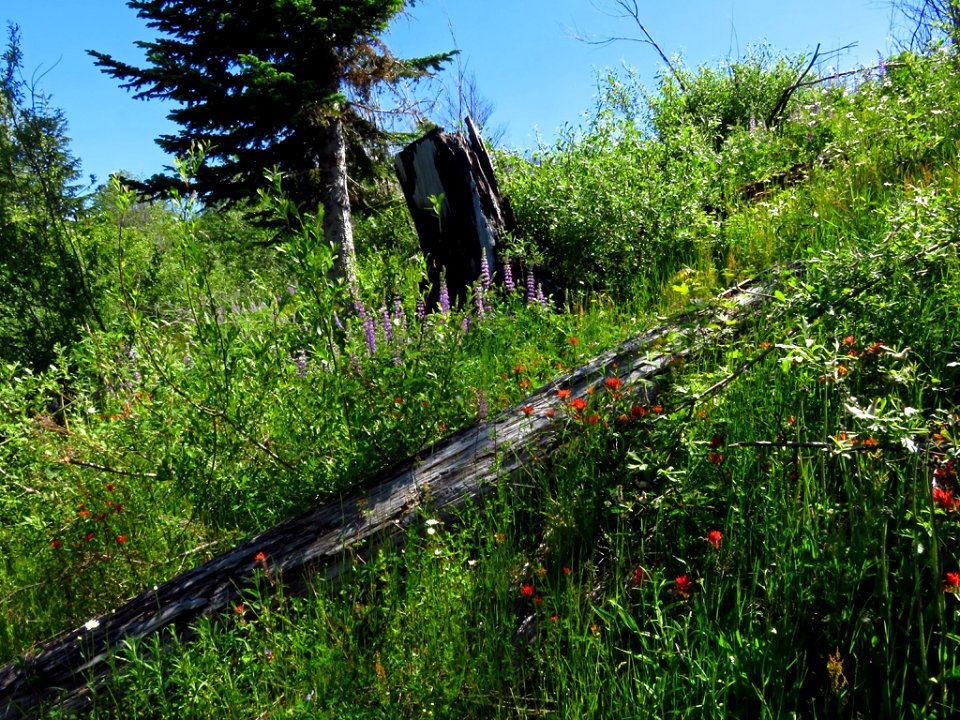 Wildflowers at Mt. St. Helens NM in Washington