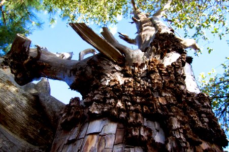 This Old Juniper