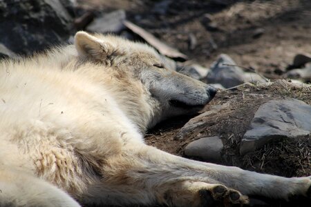 Wolf dog sleeping photo