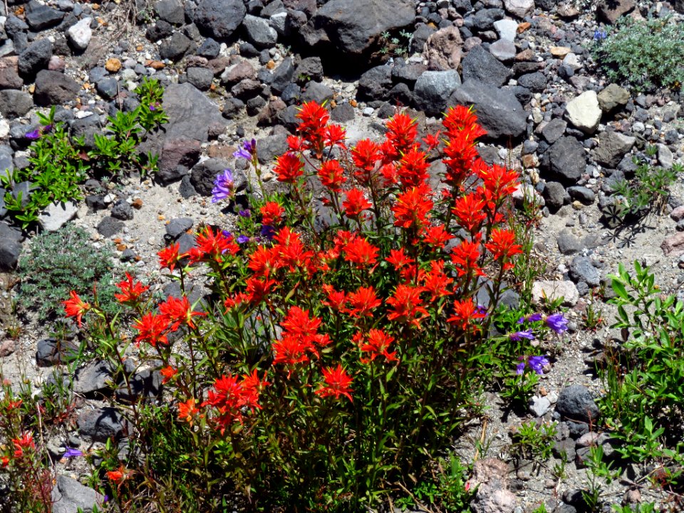 Wildflowers at Mt. St. Helens NM in WA