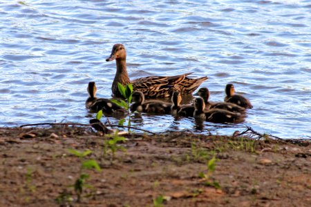 Young Mallards With Mom photo