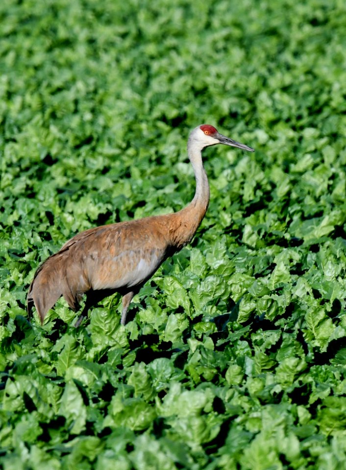 Sandhill crane in sugar beets