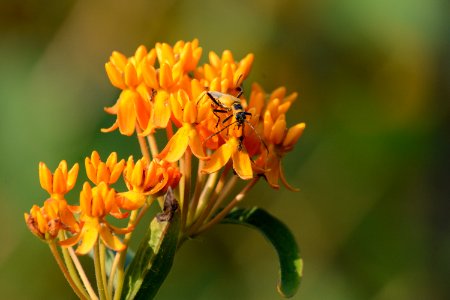 Goldenrod Soldier Beetle on Butterflyweed photo