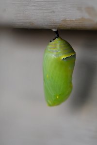 Monarch chrysalis under a window photo
