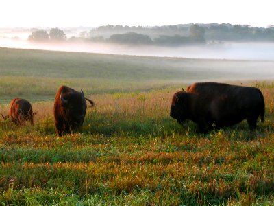 Bison roam the fields at Neal Smith National Wildlife Refuge