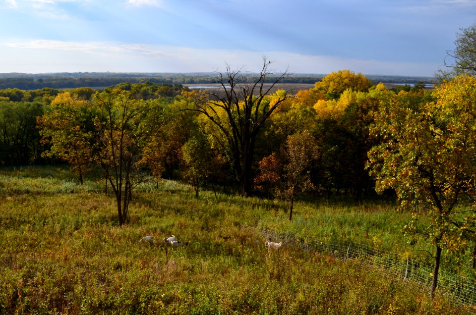 Restoring Oak Savanna with Goats