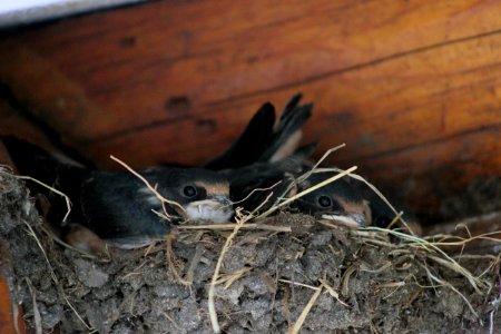 Young Barn Swallows photo