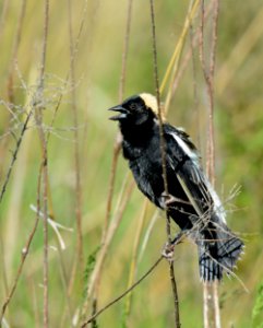 Bobolink